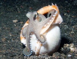Coconut or Veined Octopus by Robert Pooley 